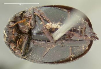 Media type: image;   Entomology 7913 Aspect: habitus ventral view